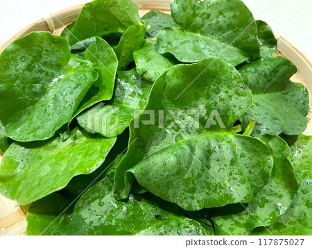 Okawakame (red creeper) 3 117875027