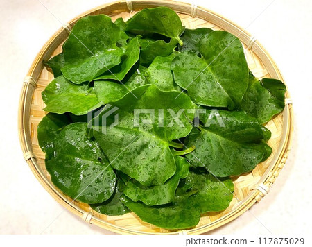 Okawakame (red creeper) 5 117875029