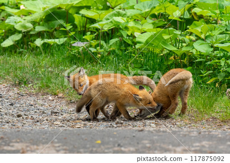 小狐狸在生長蜂斗菜的路邊玩耍 117875092