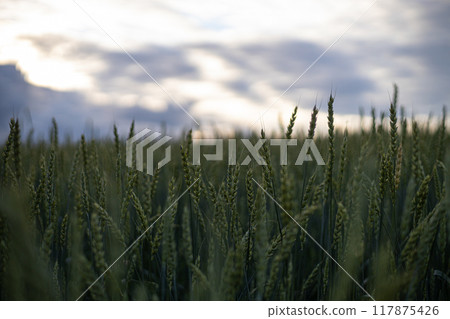 Twilight Whispers Over a Verdant Wheat Field 117875426
