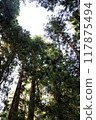 Looking up at the sky in the forest 117875494