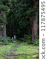 Mysterious forest 117875495