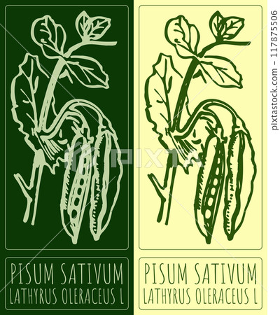 Vector drawing PISUM SATIVUM. Hand drawn illustration. Latin name is LATHYRUS OLERACEUS L 117875506