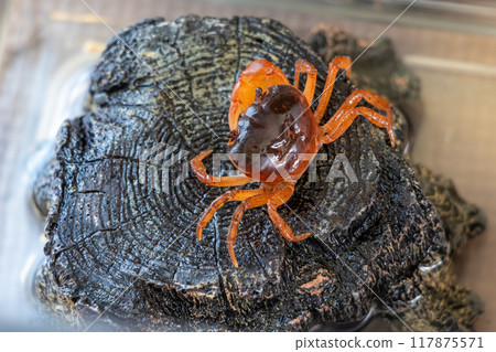 鮮紅淡水蟹 117875571