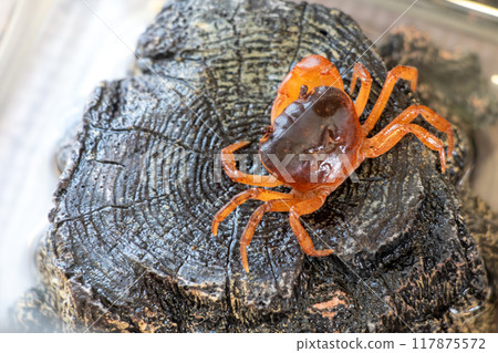 鮮紅淡水蟹 117875572