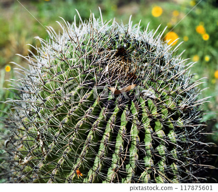 Arizona Barrel Cactus Sonora Desert Arizona Arizona Barrel Cactus Sonora Desert Arizona 117875601