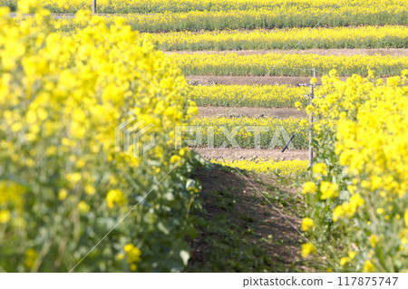 強姦在盛開的花田 117875747