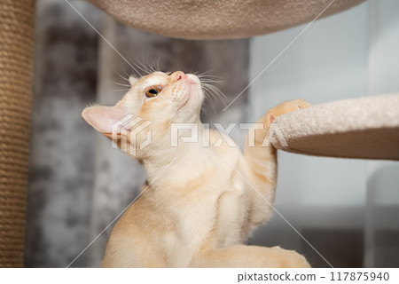 A Burmese shorthair kitten climbs a cat tree. A Burmese shorthair kitten climbs a cat tree. 117875940