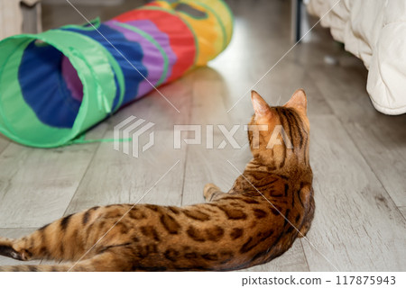 Bengal cat on the floor in the room. Bengal cat on the floor in the room. 117875943