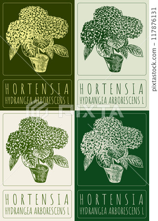 Set of vector drawing HORTENSIA in various colors. Hand drawn illustration. Latin name is HYDRANGEA ARBORESCENS L 117876131