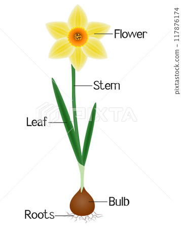 An illustration showing parts of a daffodil plant. An illustration showing parts of a daffodil plant. 117876174