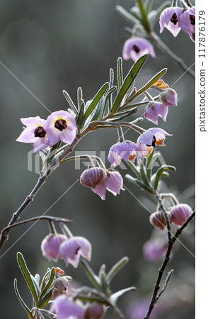 Pink mauve flowers of the Australian native Guichenotia intermedia, family Malvaceae. Endemic to Western Australia Pink mauve flowers of the Australian native Guichenotia intermedia, family Malvaceae. Endemic to Western Australia 117876179