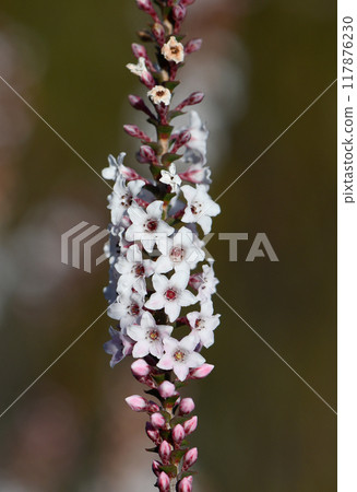 Closeup of flowers and buds of the Australian native Coast Coral Heath, Epacris microphylla, family Ericaceae, growing in heathland in Sydney, NSW. Flowers winter to summer. Endemic to east Australia Closeup of flowers and buds of the Australian native Coast Coral Heath, Epacris microphylla, family Ericaceae, growing in heathland in Sydney, NSW. Flowers winter to summer. Endemic to east Australia 117876230