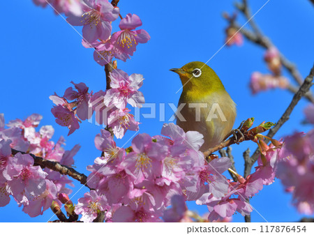 White-eye, cherry blossom, landscape 117876454