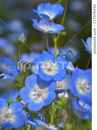 Nemophila portrait 117876456