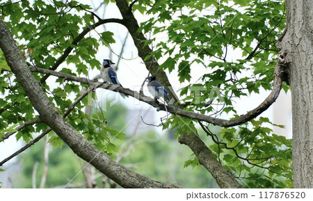 Two Blue Jays Perched on a Tree 117876520