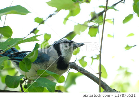Blue Jay Perched on a Branch 117876521