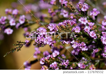 Close up of bee on small pink purple flowers of the Australian native shrub Thryptomene denticulata, family Myrtaceae. Endemic to Western Australia. Winter and spring flowering.  117876532
