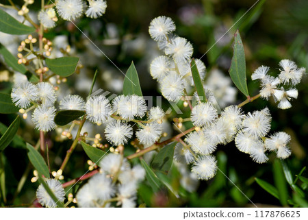Closeup of cream flowers and distinctive leaves or phyllodes of the Australian native Myrtle Wattle, Acacia myrtifolia, family Fabaceae, subfamily Mimosoideae. Also known as the Red Stemmed Wattle.  117876625