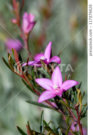 Close up of pink star shaped flowers of the Australian native waxflower Crowea exalata, family Rutaceae. Evergreen shrub endemic to Victoria. Summer, autumn and winter flowering. 117876626