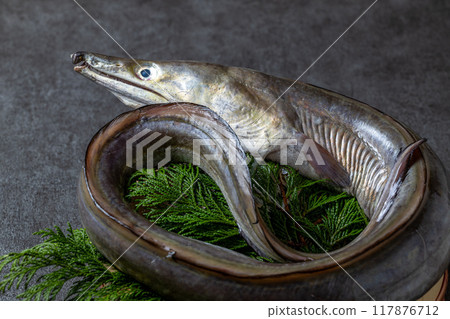 Fresh conger eel 117876712