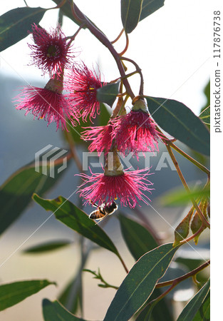 Backlit bee and pink blossoms of the Australian native Mugga or Red Ironbark Eucalyptus sideroxylon, family Myrtaceae, in central west NSW Backlit bee and pink blossoms of the Australian native Mugga or Red Ironbark Eucalyptus sideroxylon, family Myrtaceae, in central west NSW 117876738