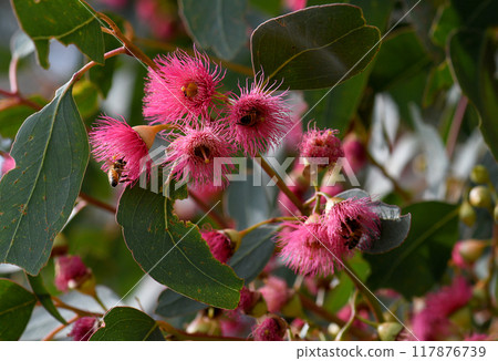 Bees on pink blossoms of the Australian native Mugga or Red Ironbark Eucalyptus sideroxylon, family Myrtaceae, in central west NSW. Small to medium gum tree endemic to dry sclerophyll forest Bees on pink blossoms of the Australian native Mugga or Red Ironbark Eucalyptus sideroxylon, family Myrtaceae, in central west NSW. Small to medium gum tree endemic to dry sclerophyll forest 117876739