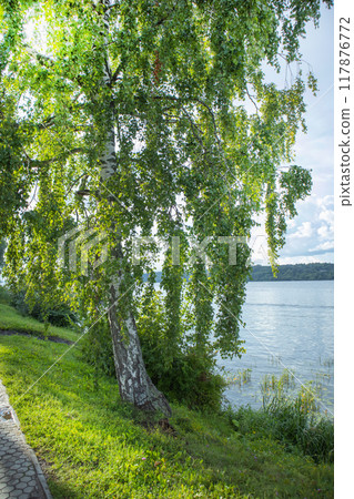 Close-up of one birch tree on the bank of a river or lake, near a walking park path, vertical, summer day Close-up of one birch tree on the bank of a river or lake, near a walking park path, vertical, summer day 117876772