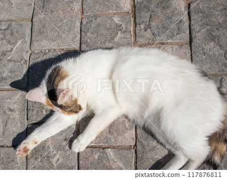 Cute white cat lies on its back outdoors and enjoys a sunny summer day, top view 117876811