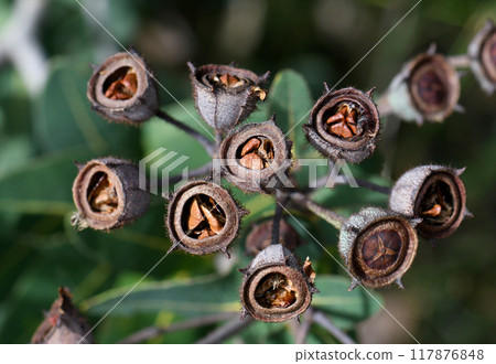 Fruit, gum nut and seeds of the Australian native Dwarf Apple Angophora hispida, family Myrtaceae. Endemic to Hawkesbury sandstone of Sydney region, NSW, Australia 117876848