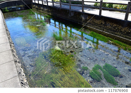 Clear waters of Sakuragawa River and plum blossoms in Mishima City Clear waters of Sakuragawa River and plum blossoms in Mishima City 117876908