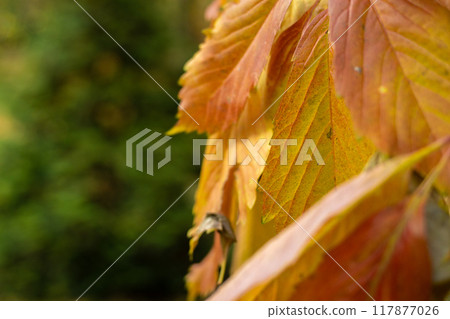 Vibrant autumn leaves showcasing a stunning transition of colors in a serene forest landscape Vibrant autumn leaves showcasing a stunning transition of colors in a serene forest landscape 117877026