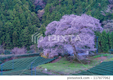 [Shizuoka Prefecture] Mizumezakura in Ieyama and Ushinshiro 117877062