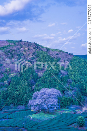 [Shizuoka Prefecture] Mizumezakura in Ieyama and Ushinshiro 117877063