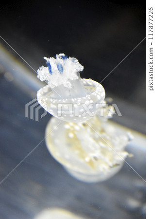 Jellyfish in the aquarium Jellyfish in the aquarium 117877226
