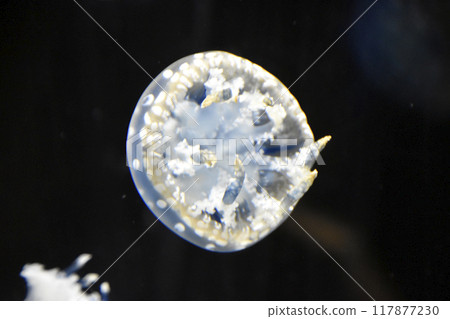 Jellyfish in the aquarium Jellyfish in the aquarium 117877230