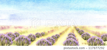 Landscape. Lavender fields of Provence with blue sky. Blooming lilac lavender bushes. Watercolor Italy, France summer. Rustic scene for Poster, label, card background. Hand draw illustration. Isolated 117877292