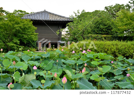 京都·東寺 京都·東寺 117877432
