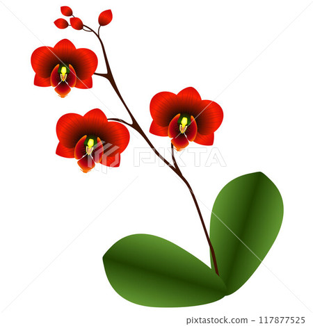 Red orchid with leaves on white background. 117877525