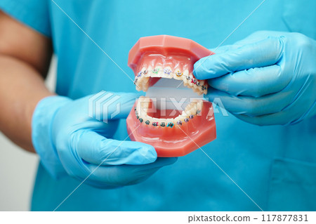 Asian dentist holding dental teeth model for learn about dentistry. Asian dentist holding dental teeth model for learn about dentistry. 117877831