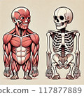Muscle and skeletal models 117877889