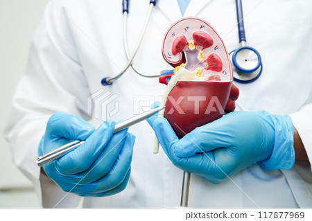 Chronic kidney disease, doctor with model for treatment urinary system, urology, Estimated glomerular filtration rate eGFR. Chronic kidney disease, doctor with model for treatment urinary system, urology, Estimated glomerular filtration rate eGFR. 117877969