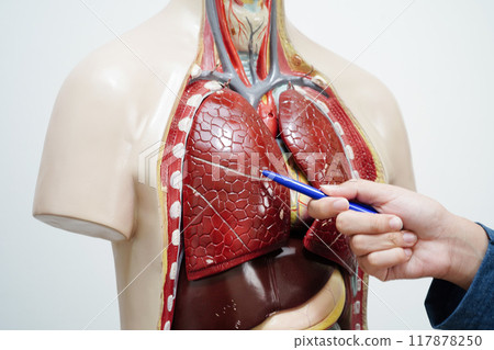 Asian student learning with human body model in anatomy biology in classroom at high school. Asian student learning with human body model in anatomy biology in classroom at high school. 117878250