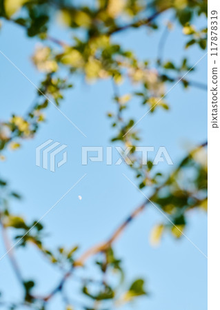 Tiny moon surrounded by tree branches Tiny moon surrounded by tree branches 117878319