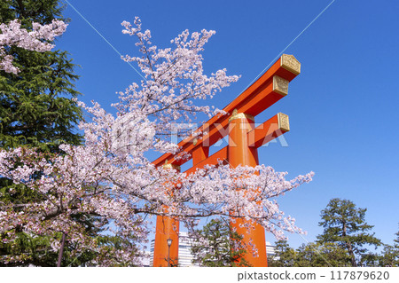 Scenery of the large torii gate and rows of cherry blossom trees at Heian Shrine. Famous cherry blossom spots in Kyoto. Rows of cherry blossom trees at Okazaki Canal. Kyoto tourist attractions. 117879620