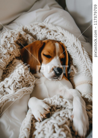 Peaceful beagle dog sleeping on tidy white bed with soft blanket Peaceful beagle dog sleeping on tidy white bed with soft blanket 117879709