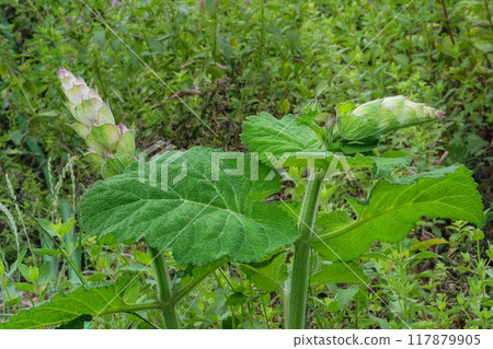 Salvia sclarea turkestanica grows in meadow. Purple flowers blooming. Cottage garden. Romantic pink flowers. Salvia sclarea turkestanica grows in meadow. Purple flowers blooming. Cottage garden. Romantic pink flowers. 117879905