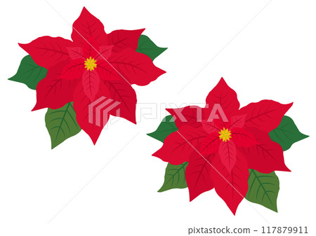 Set of poinsettia illustrations Set of poinsettia illustrations 117879911