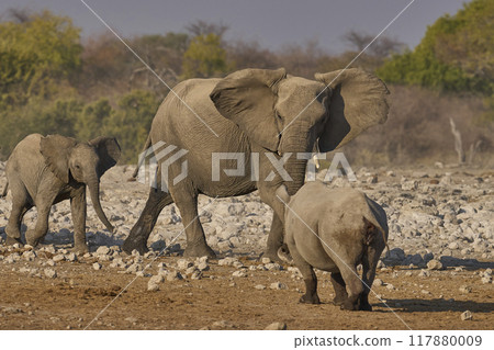 Black Rhinoceros meets elephant at a waterhole. 117880009