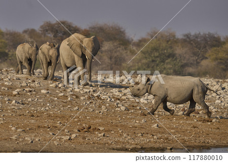 Black Rhinoceros meets elephant at a waterhole. Black Rhinoceros meets elephant at a waterhole. 117880010